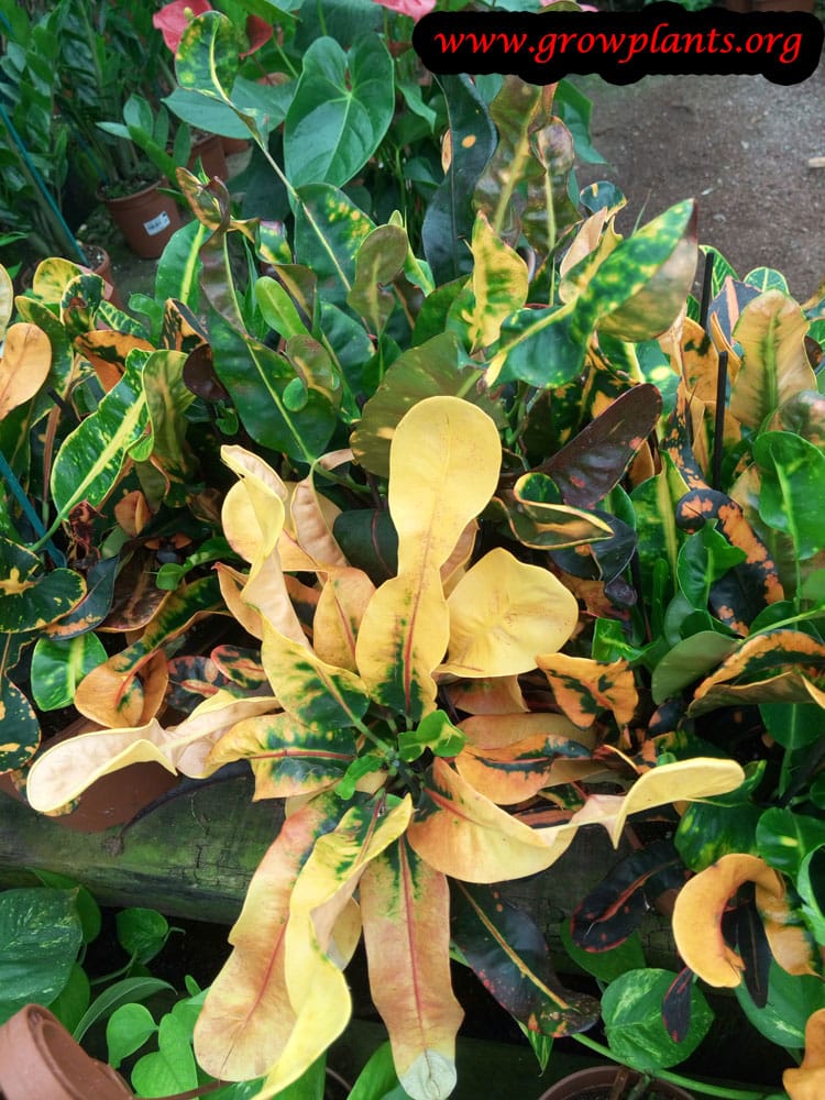 Codiaeum variegatum plant care and grow