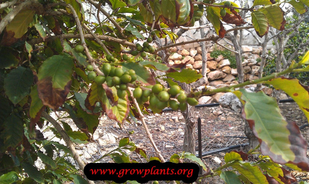 Growing Coffee fruit