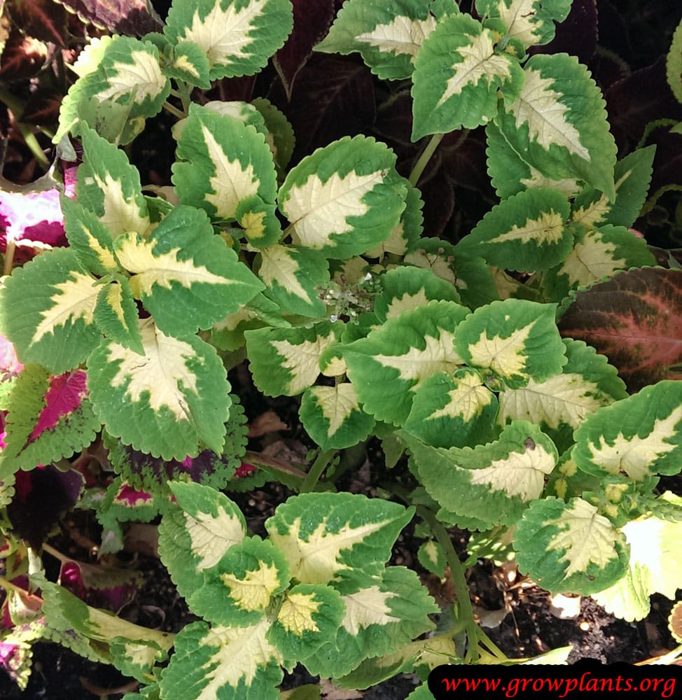 Coleus plant yellow and green leaves