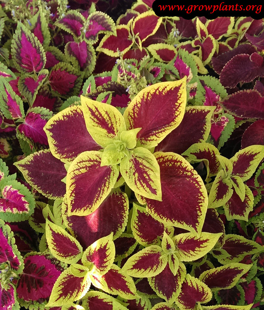 Coleus plant yellow and red leaves