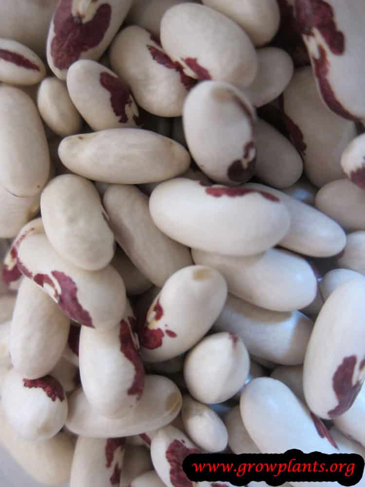 Harvest Common bean plant