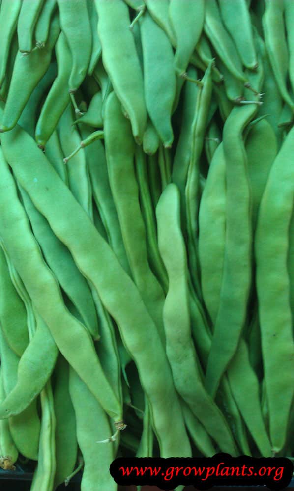 Harvest Common bean green