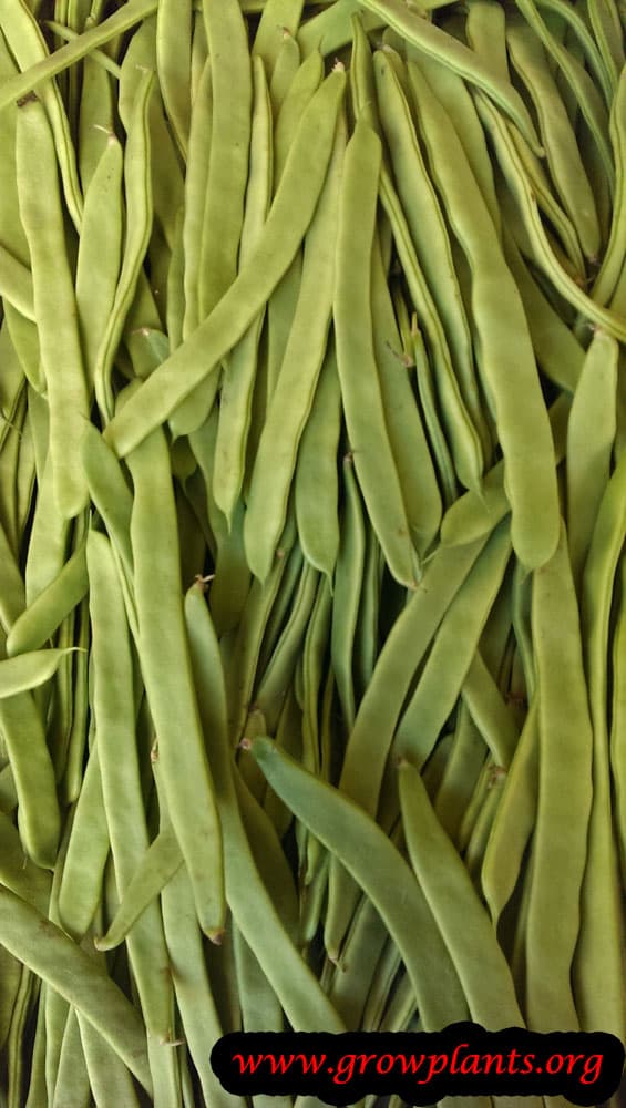 Harvest green bean