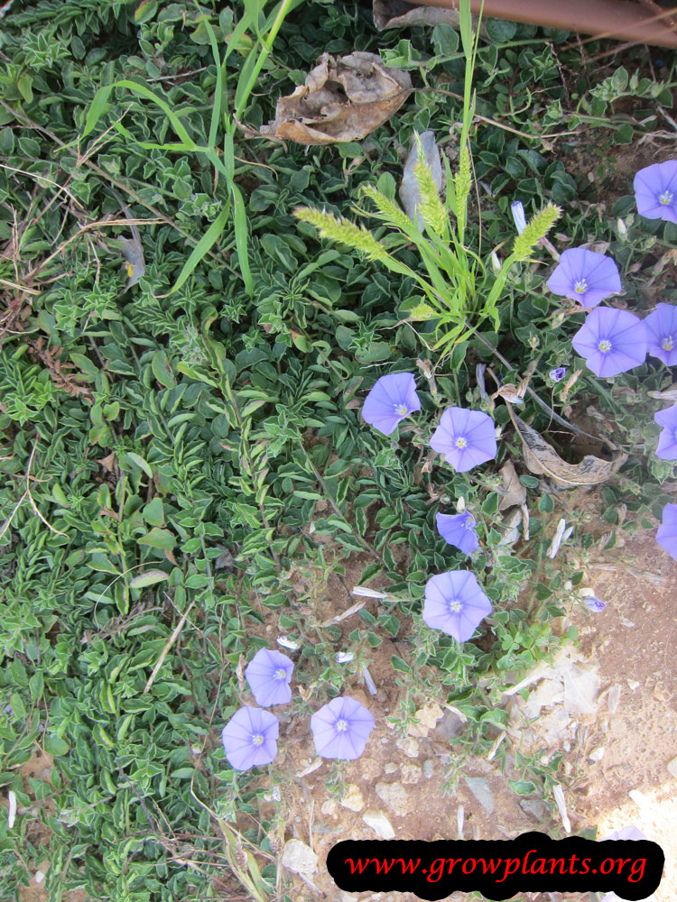 Convolvulus mauritanicus plant care