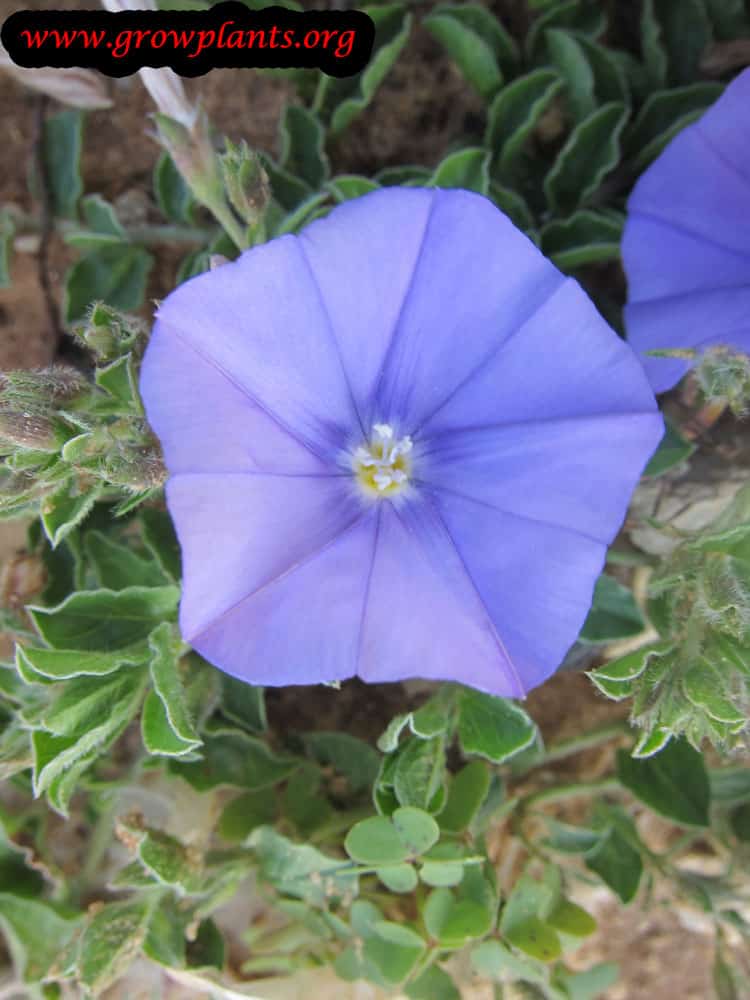 Convolvulus mauritanicus flower