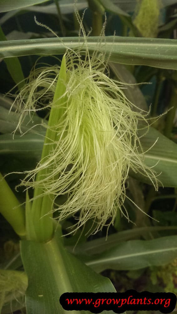 Corn plant flower