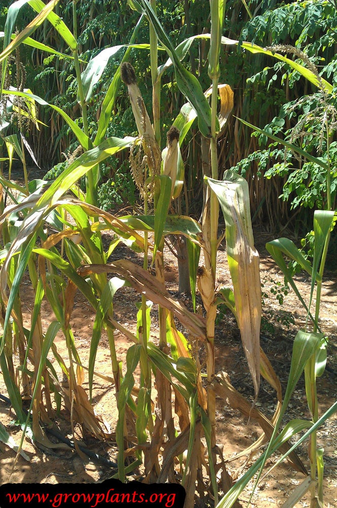 Growing Corn plant
