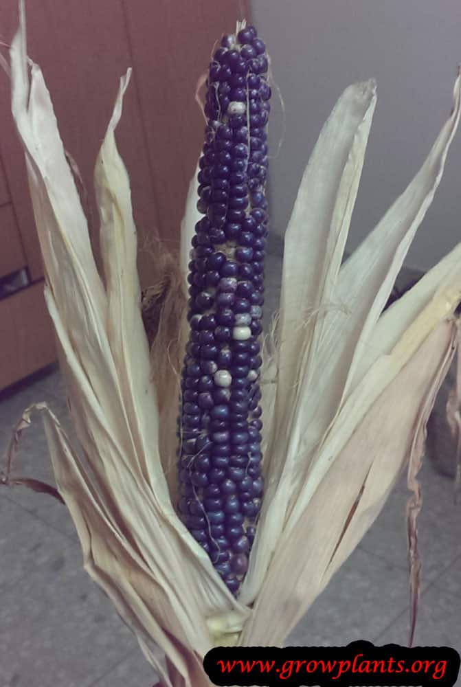 Growing blue Corn plant