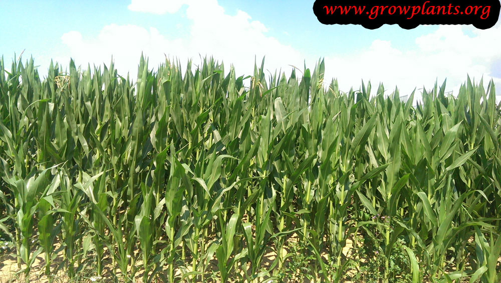 Corn plant growing information