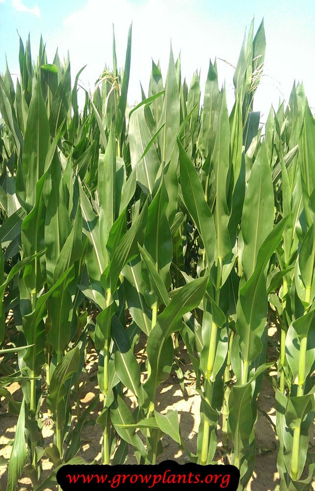 Corn plant growing instruction