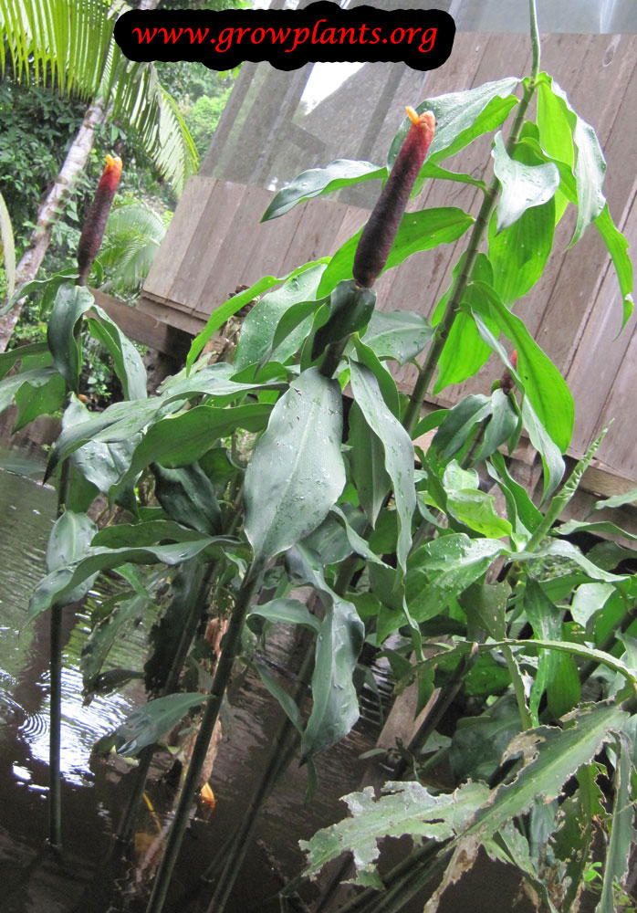 Costus plant