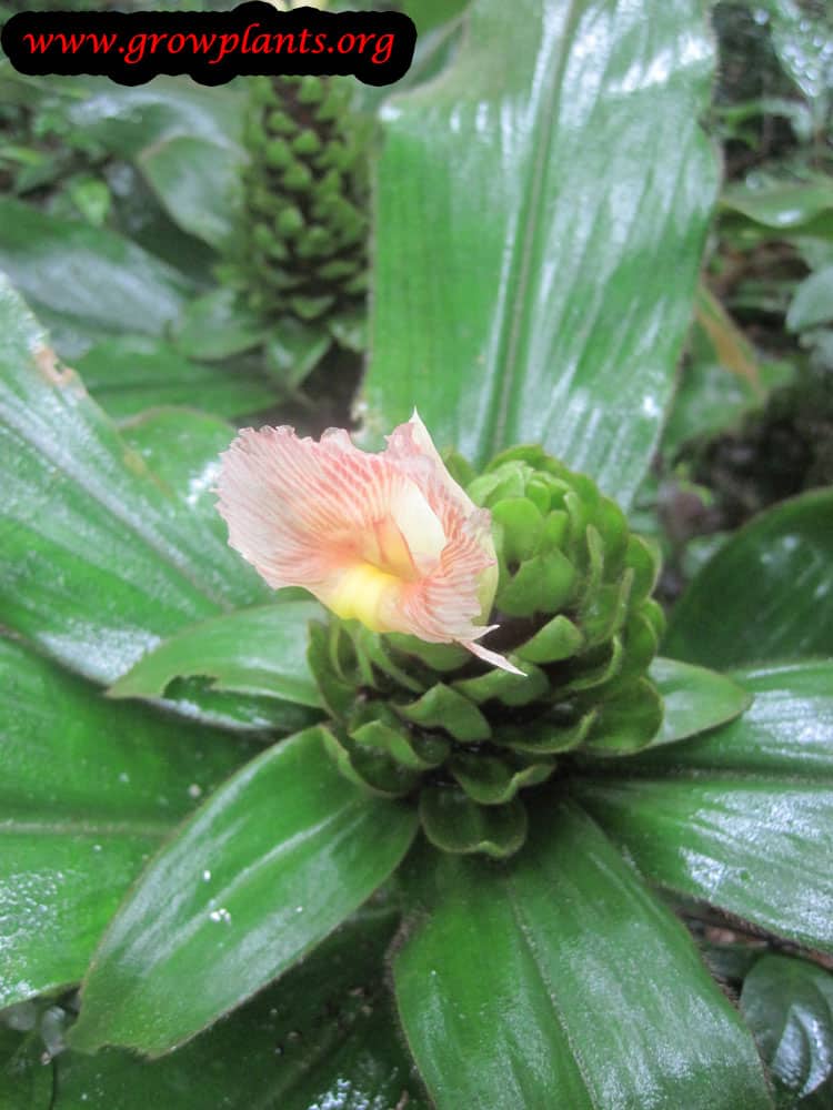 Costus lucanusianus flower