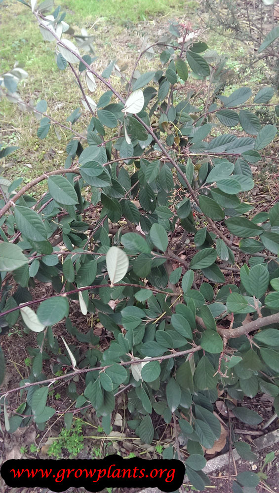 Cotoneaster lacteus plant care