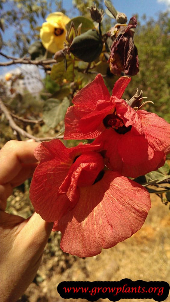 Cottonwood hibiscus