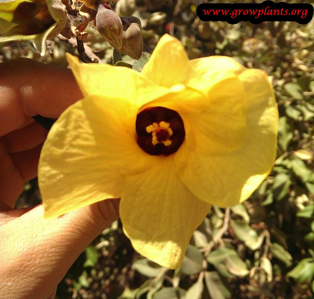 Cottonwood hibiscus yellow flower