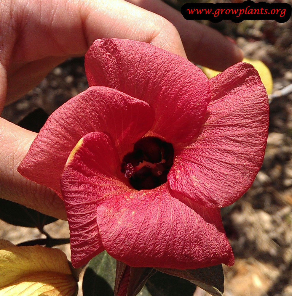 Cottonwood hibiscus red flower