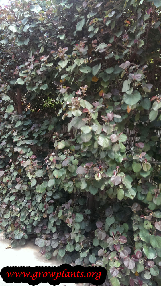 Cottonwood hibiscus hedge plant