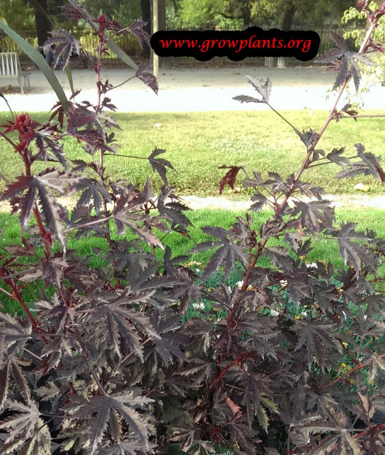 Cranberry Hibiscus - How To Grow & Care