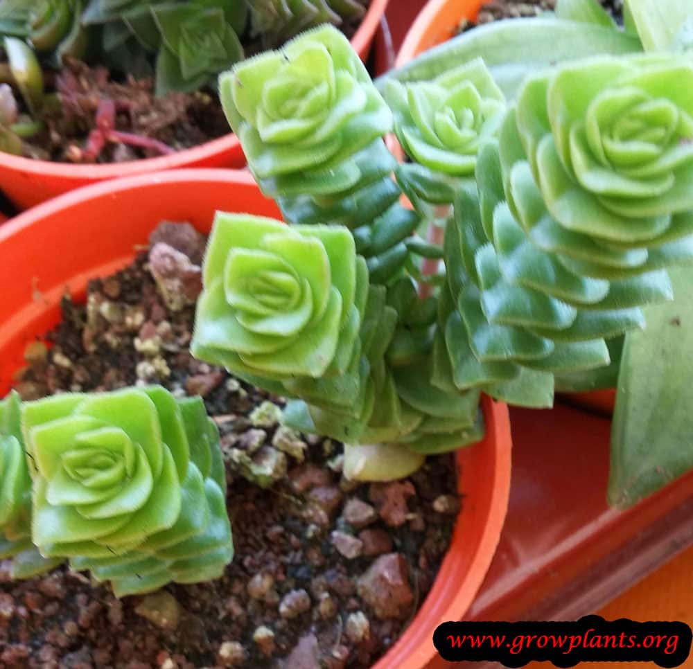 Crassula pyramidalis plant care