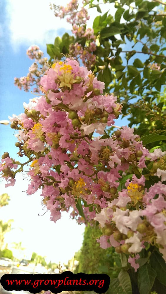 Crepe myrtle tree flowers