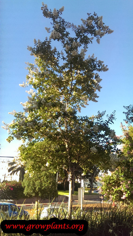 Lagerstroemia tree