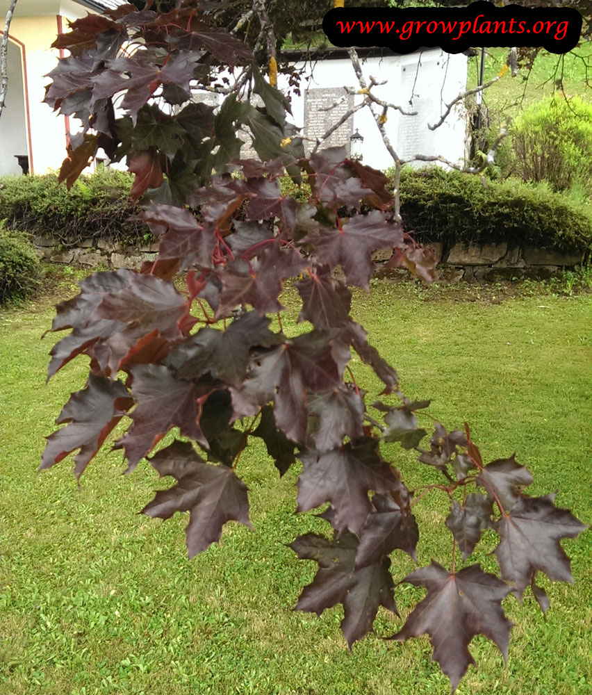 Crimson king maple plant care