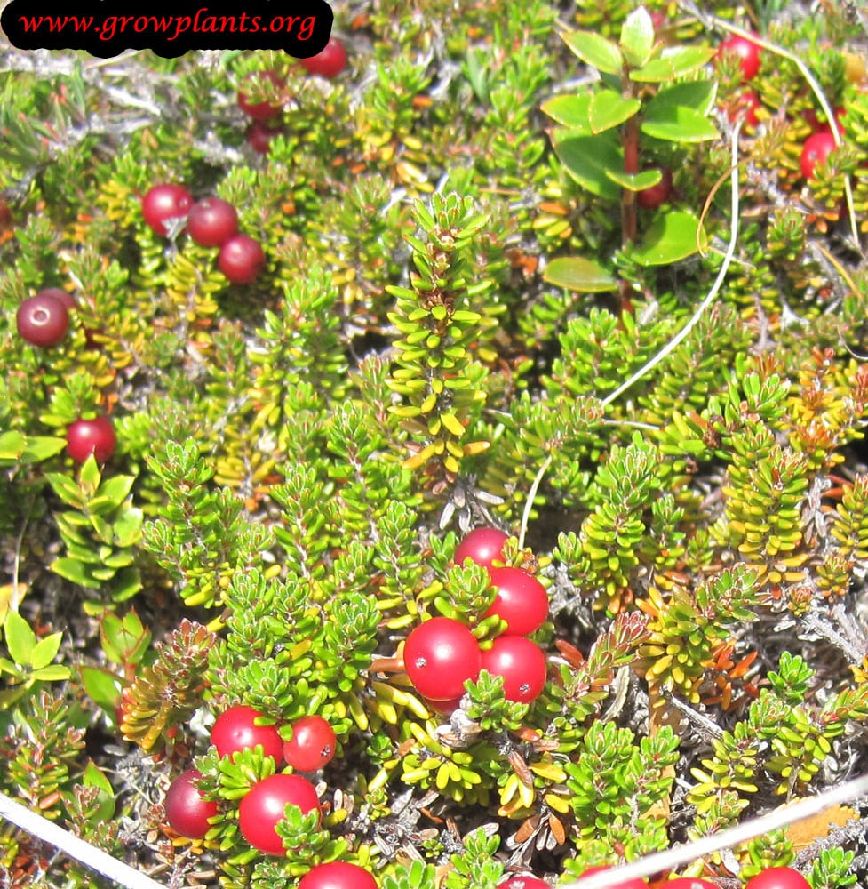 Growing Crowberry plant