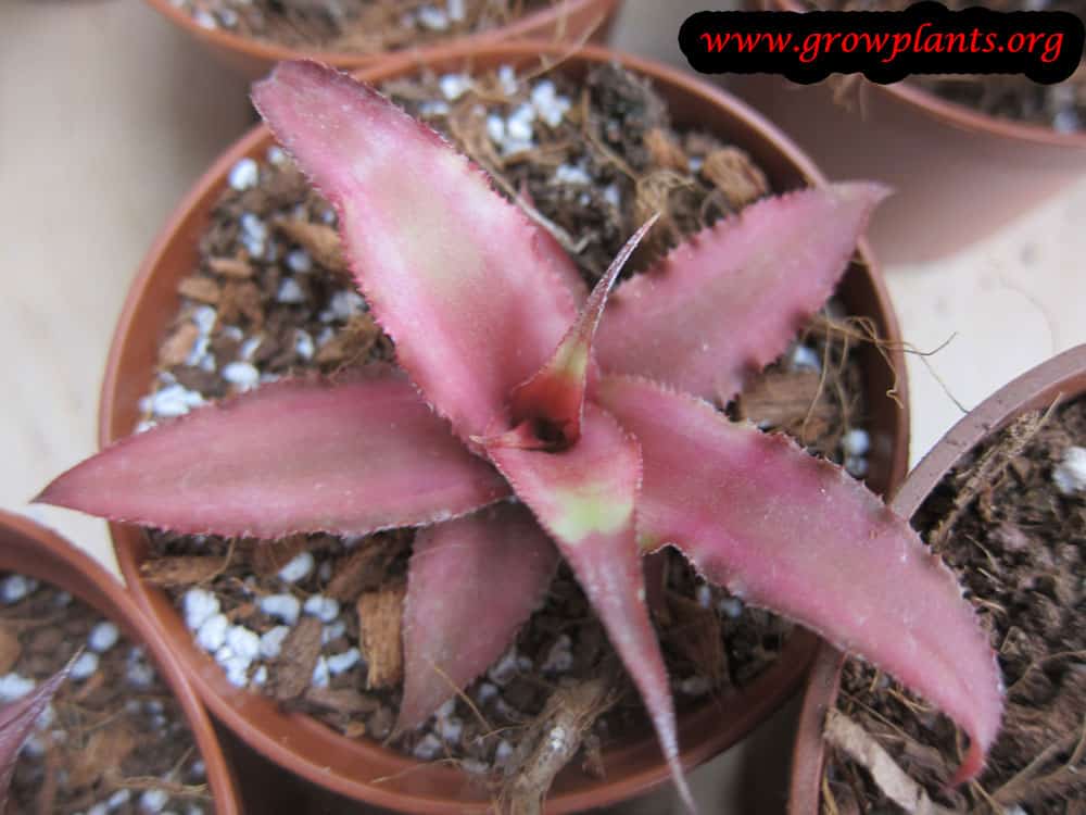 Cryptanthus bivittatus plant care