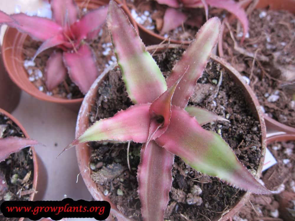 Growing Cryptanthus bivittatus plant