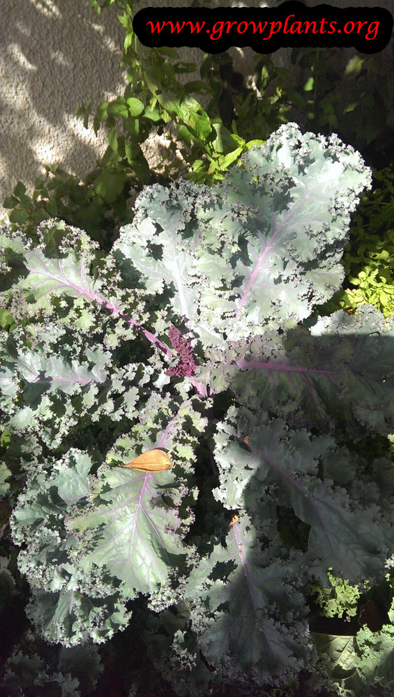 Curly Kale plant care