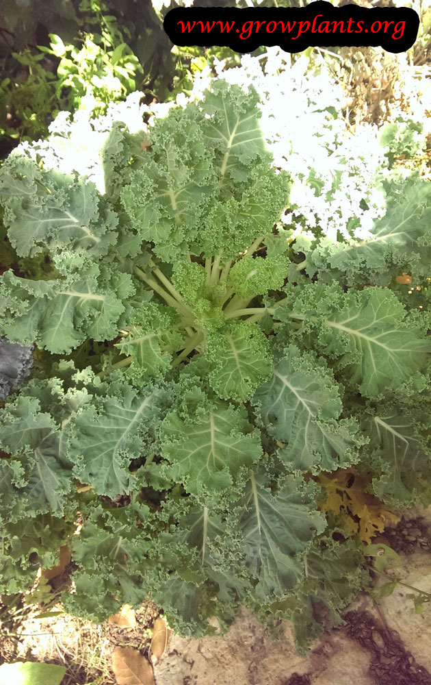 Growing Curly Kale plant