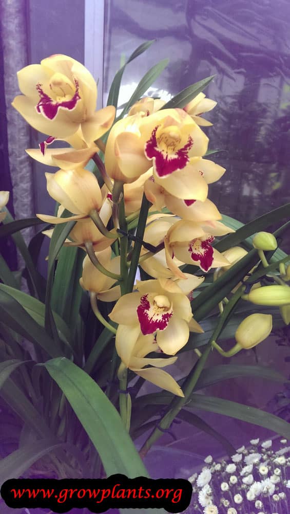 Cymbidium orchid care