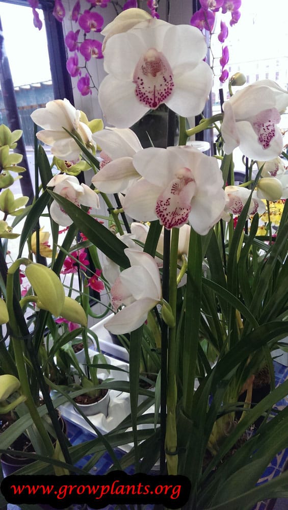 Cymbidium orchid white flower