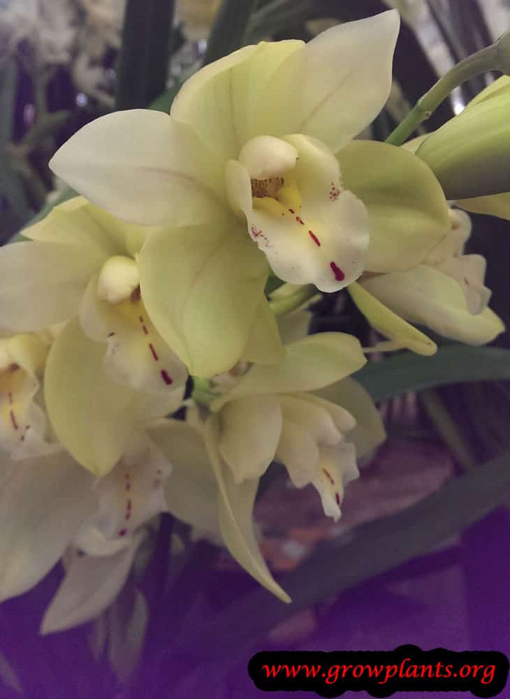 Cymbidium orchid grow and care