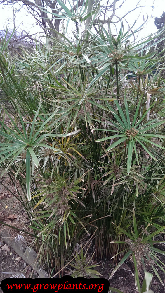 Cyperus alternifolius