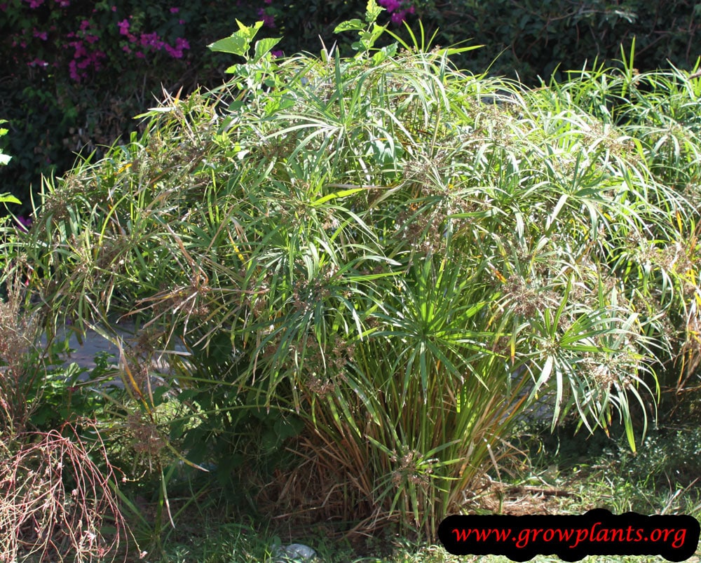 Cyperus alternifolius plant care