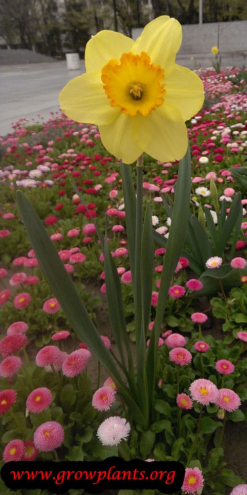 Daffolil plant