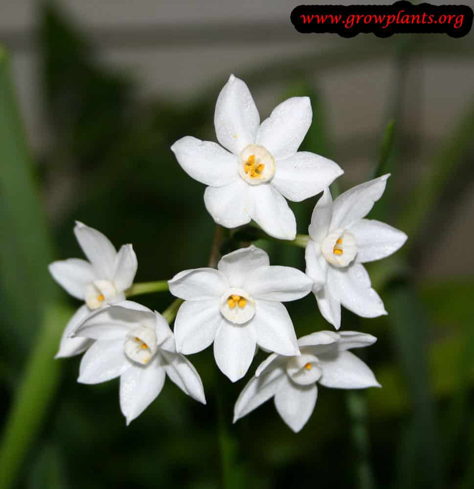 Daffolil plant care