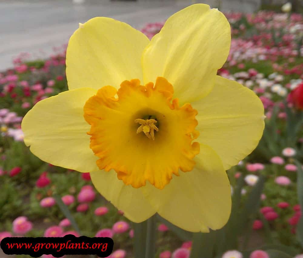 Daffolil flower