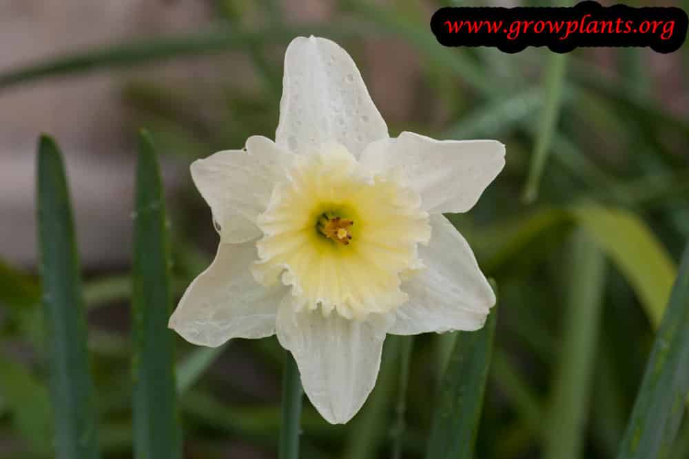 Narcissus plant