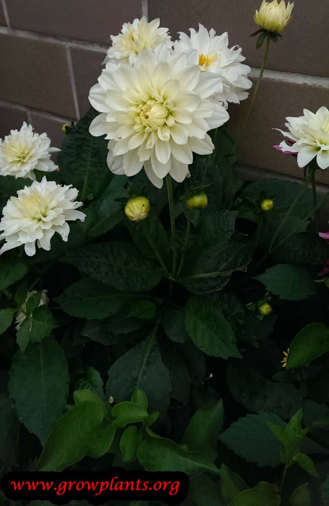 Growing Dahlia white flower