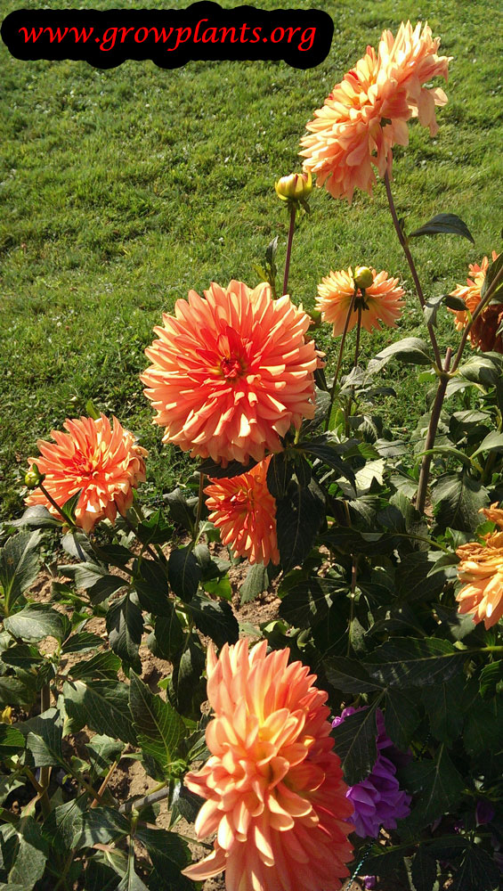 Dahlia orange flower
