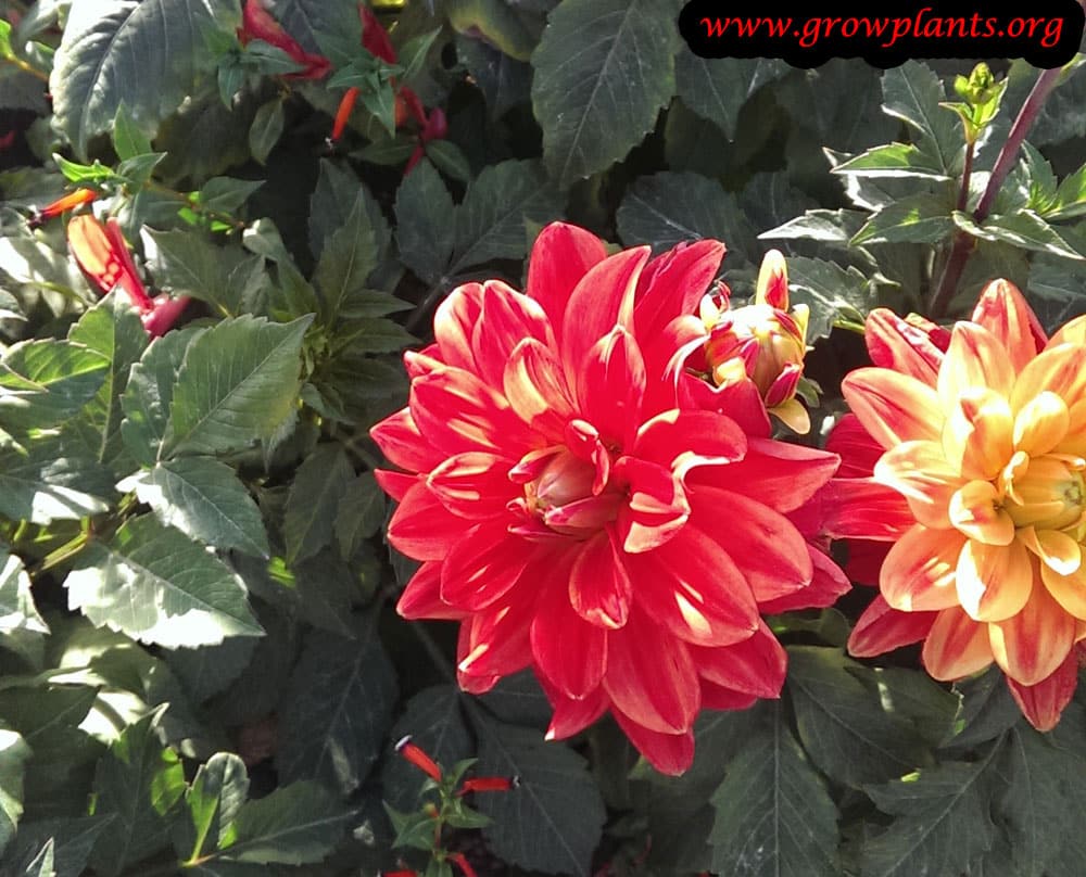 Growing Dahlia double orchid flower