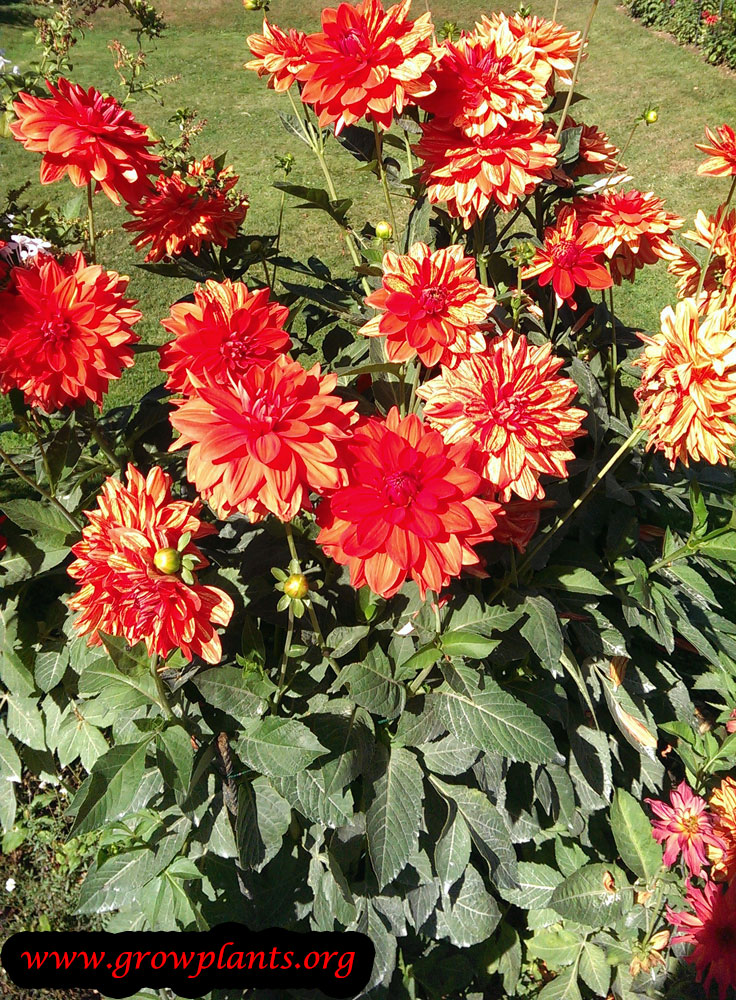 Dahlia feu follet flowers