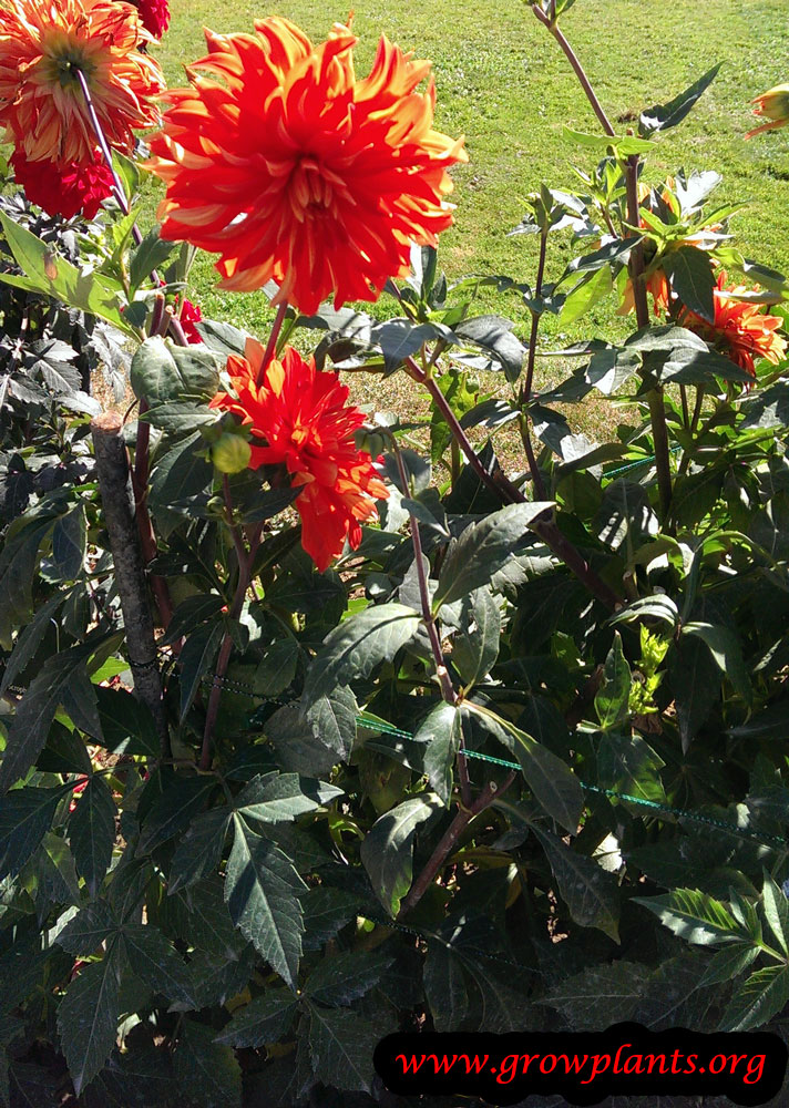 Growing Dahlia feu follet flowers