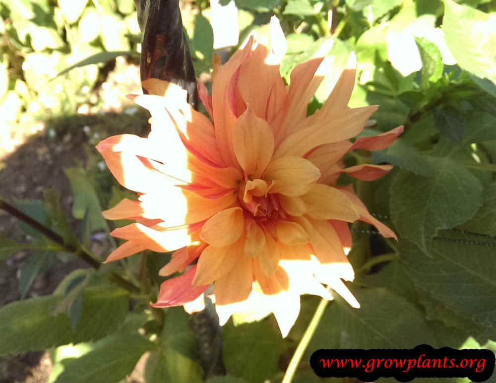 Growing Dahlia french cancan