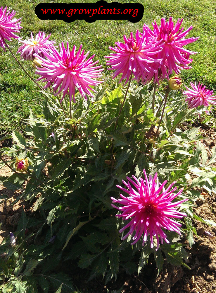 Dahlia fripon flowers