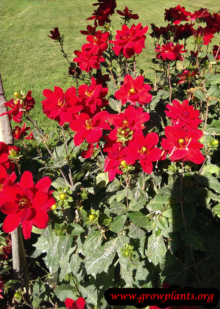 Dahlia jaipur flowers