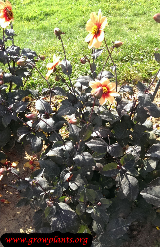 Dahlia le croco flower