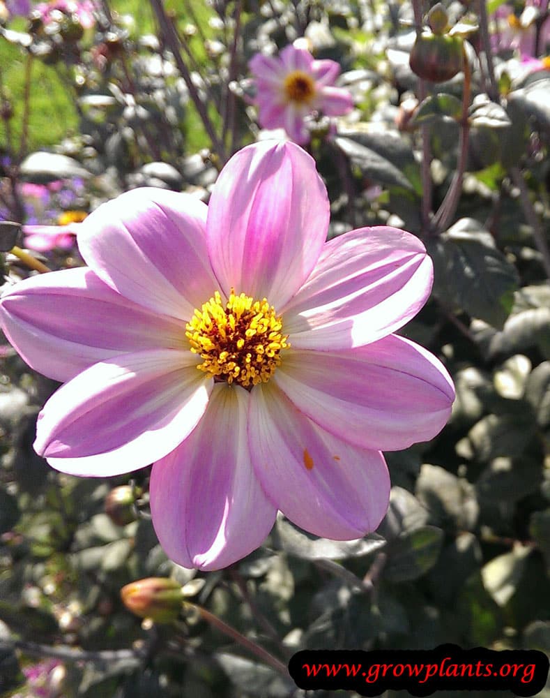 Dahlia mystic dreamer flower beauty
